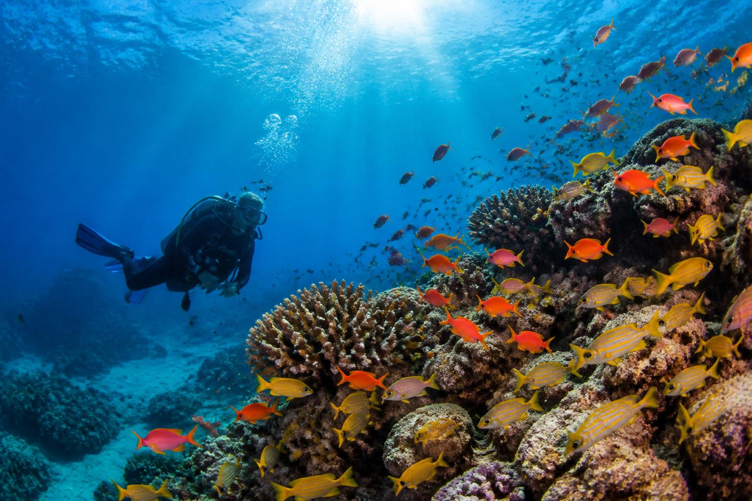Diver exploring a coral reef in the Seychelles